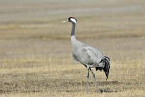 Elegant Cranein Grassland.jpg Wallpaper