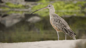 Elegant Curlew Standing Wallpaper