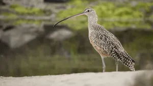 Elegant Curlew Standing Wallpaper