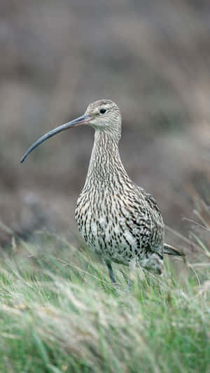 Elegant Curlewin Grassland.jpg Wallpaper