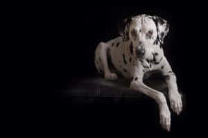 Elegant Dalmatian Black Background Wallpaper