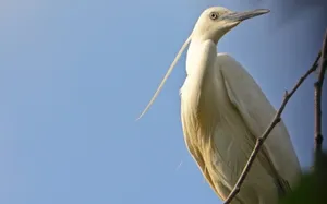 Elegant Egret Perched Branch Wallpaper