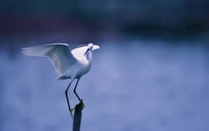 Elegant Egret Perchedon Branch Wallpaper