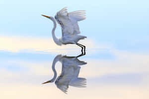 Elegant Egret Reflection Wallpaper