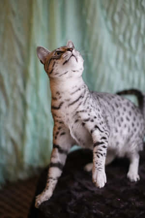 Elegant Egyptian Mau Cat Posing For A Portrait Wallpaper