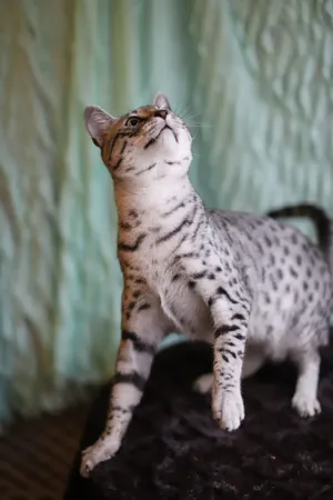 Elegant Egyptian Mau Cat Posing For A Portrait Wallpaper