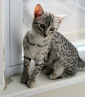 Elegant Egyptian Mau Relaxing On A Sofa. Wallpaper