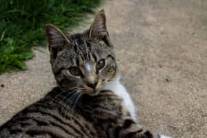 Elegant European Shorthair Cat Sitting Gracefully Wallpaper