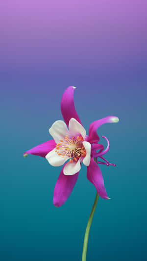 Elegant Flower Art Display Wallpaper