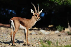 Elegant Gazellein Natural Habitat.jpg Wallpaper