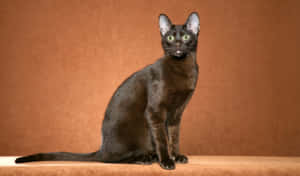Elegant Havana Brown Cat Posing For A Portrait Wallpaper