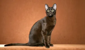 Elegant Havana Brown Cat Posing For A Portrait Wallpaper