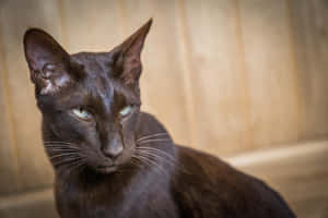 Elegant Havana Brown Cat Relaxing On A Sofa Wallpaper