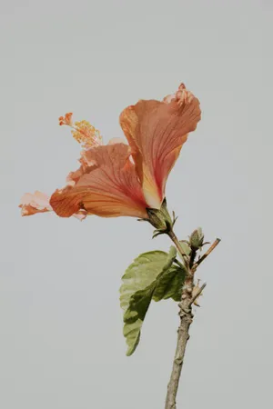 Elegant Hibiscus Flower Aesthetic.jpg Wallpaper