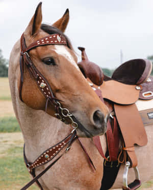 Elegant Horsewith Western Saddle Wallpaper