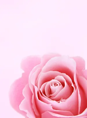 Elegant Iphone Lock Screen With Soft Rose Design Wallpaper