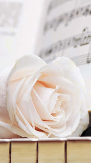 Elegant Iphone White Rose Close Up Shot Wallpaper