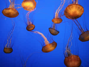 Elegant_ Jellyfish_ Swim_ Blue_ Water Wallpaper