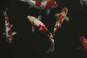 Elegant_ Koi_ Fish_in_ Dark_ Waters Wallpaper