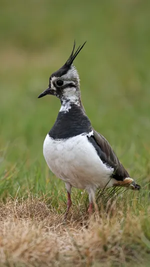 Elegant Lapwingin Grassland Wallpaper