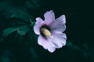 Elegant Light Purple Flower Dark Background.jpg Wallpaper