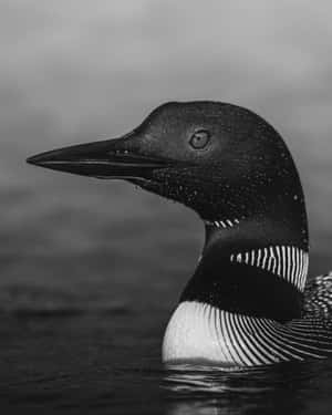 Elegant Loon Portrait Wallpaper