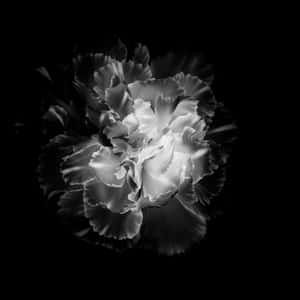 Elegant_ Monochrome_ Carnation Wallpaper