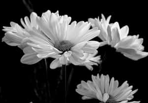 Elegant Monochrome Daisies Wallpaper