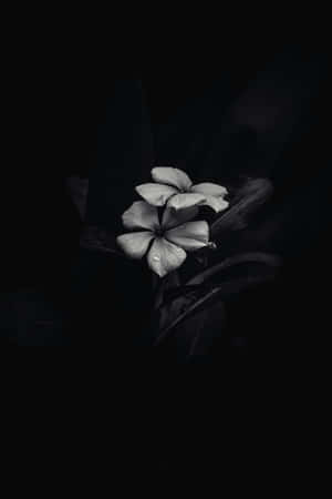 Elegant_ Monochrome_ Flower Wallpaper