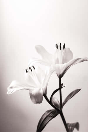 Elegant Monochrome Lily Wallpaper