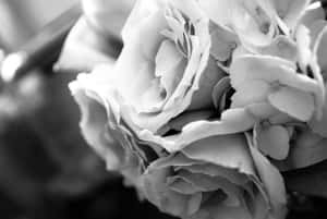 Elegant Monochrome Roses Wallpaper