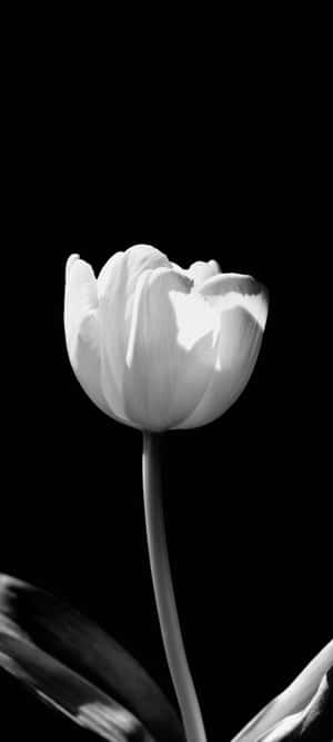 Elegant Monochrome Tulip Wallpaper