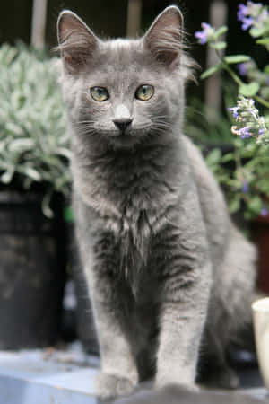 Elegant Nebelung Cat Lounging Wallpaper
