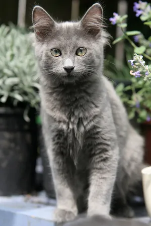 Elegant Nebelung Cat Lounging Wallpaper