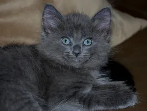 Elegant Nebelung Resting On A Tree Branch Wallpaper