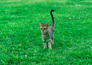 Elegant Ocicat Lounging On A Wooden Floor Wallpaper