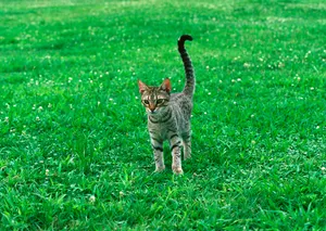 Elegant Ocicat Lounging On A Wooden Floor Wallpaper