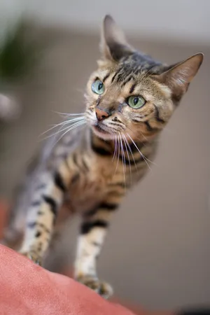 Elegant Ocicat Posing Gracefully Wallpaper