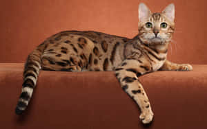 Elegant Ocicat Posing On A Tree Branch Wallpaper