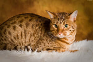 Elegant Ocicat Standing Proudly On A Rock Wallpaper