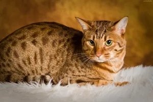 Elegant Ocicat Standing Proudly On A Rock Wallpaper
