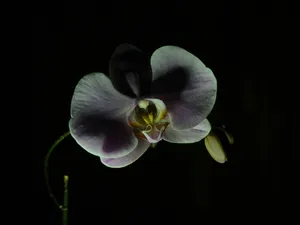 Elegant Orchidin Darkness Wallpaper