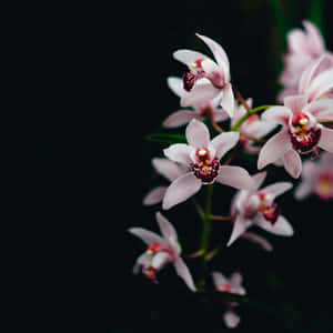 Elegant Orchids Dark Background Wallpaper