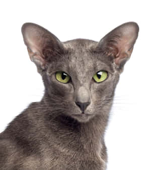 Elegant Oriental Shorthair Cat Posing Wallpaper