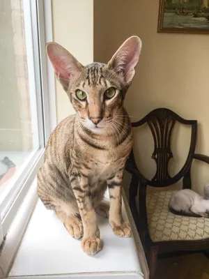 Elegant Oriental Shorthair Cat Posing Wallpaper