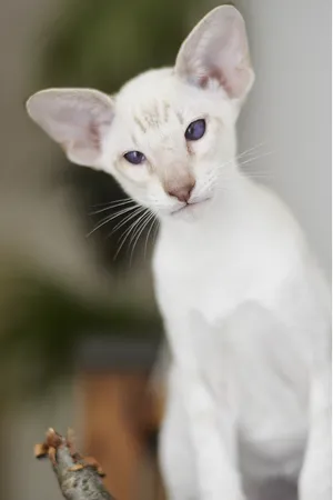 Elegant Oriental Shorthair Cat Posing For A Portrait Wallpaper