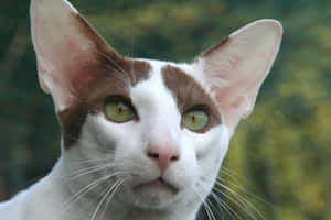 Elegant Oriental Shorthair Cat Posing For The Camera Wallpaper