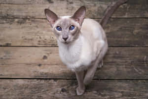 Elegant Oriental Shorthair Cat Posing For The Camera Wallpaper