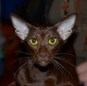 Elegant Oriental Shorthair Cat Posing Wallpaper