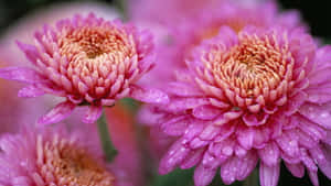 Elegant Pink Chrysanthemums In Full Bloom Wallpaper